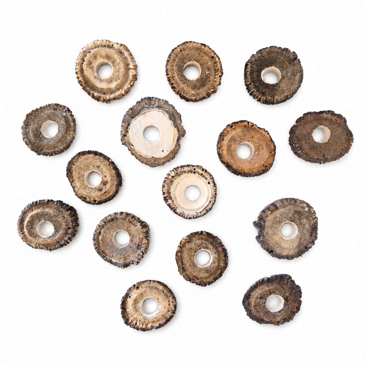 Antler Burr - 1 piece
