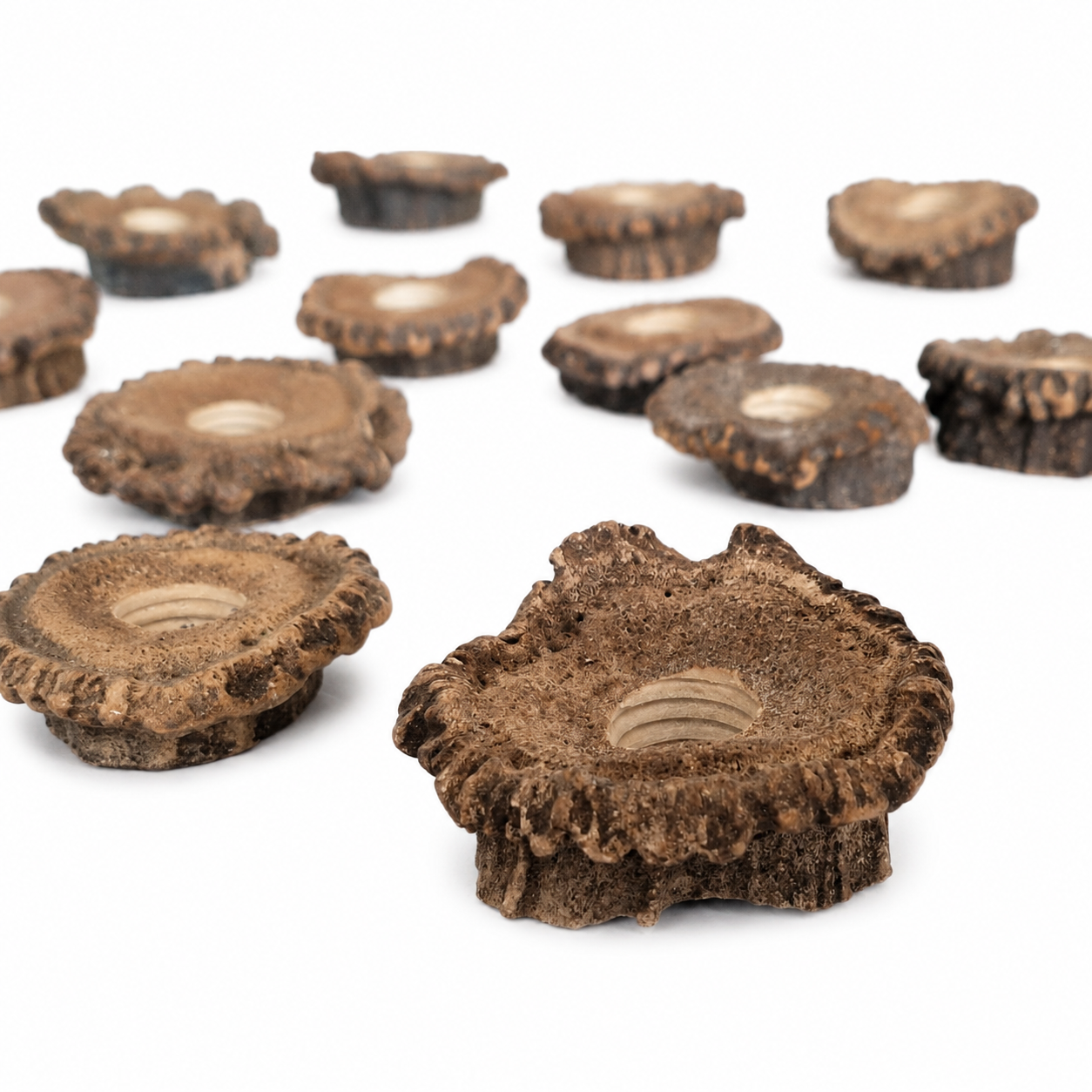 Antler Burr - 1 piece