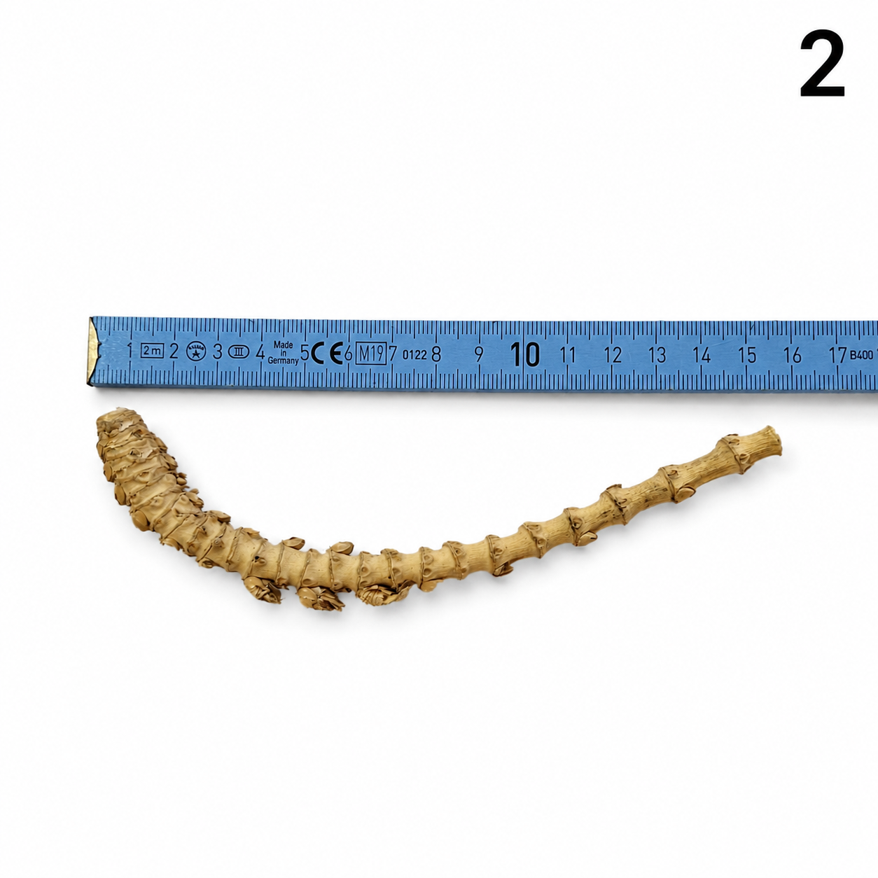 Crazy Bamboo - One-Off